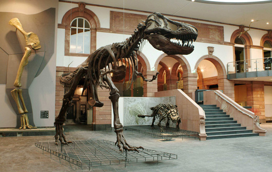 Skelett eines Tyrannosaurus rex im Lichthof des Senckenberg Naturmuseum Frankfurt