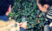 Zwei Schüler fotografieren Efeu mit ihrem Smartphone