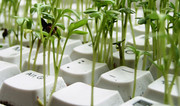 Tastatur in der Pflanzen wachsen
