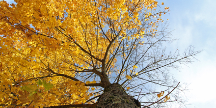 Ein gelber Baum von unten betrachtet.