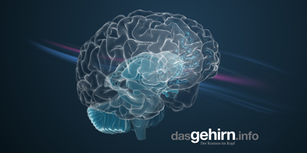 Ein transparentes Gehirn