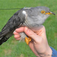 Kuckuck sitzt auf der Hand