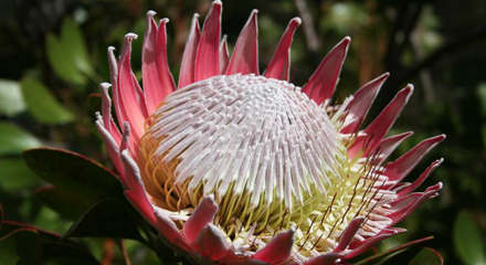 „King Protea“, die Nationalblume Südafrikas