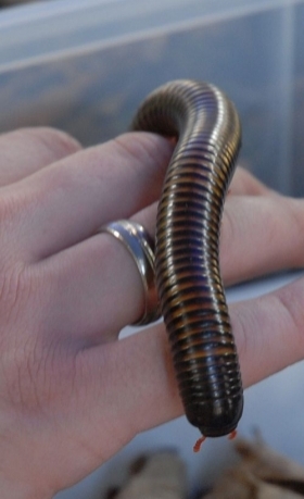 Link zur Veranstaltung - Vorschaubild zur Veranstaltung