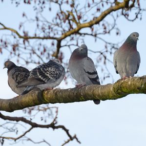 Tauben sitzen auf einem Ast