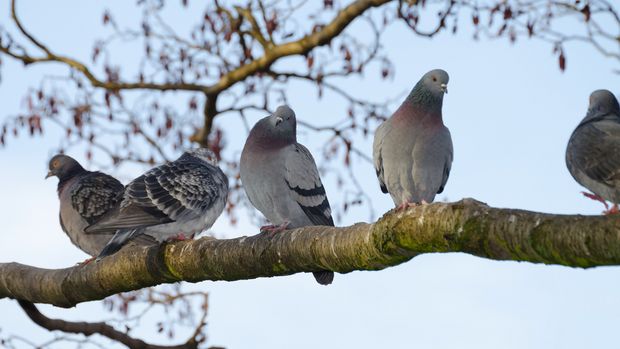 Tauben auf Ast