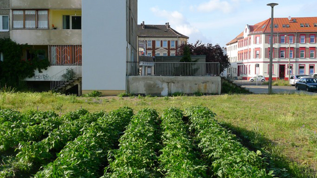 Kartoffelfeld in Dessau