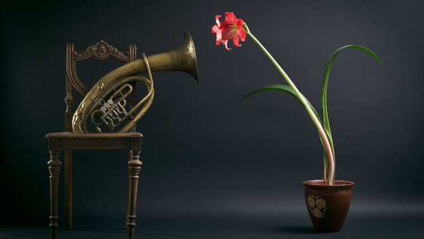 Posaune und Blume