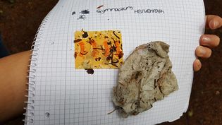 Fundbild der Gruppe Biologie Diff-Kurs Gymnasium Herkenrath