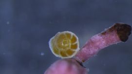 Foraminiferen trotzen dem Klimawandel