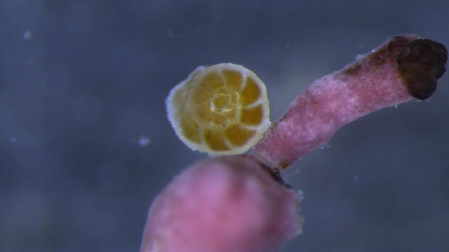Foto der Foraminiferen-Art Pararotalia calcariformata