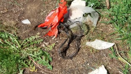 Fundbild der Gruppe Wölfe der Eifel