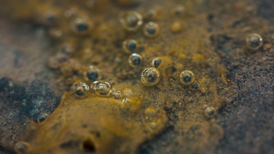 Mit Algen bewachsenes Metall