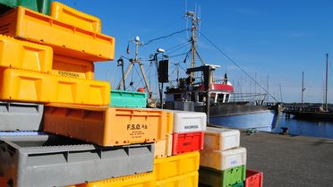 Foto vom Hafen Maasholm, wo der Fischfang kontrolliert wird