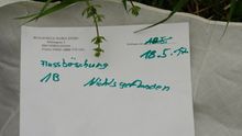 Fundbild der Gruppe "GreenStars"