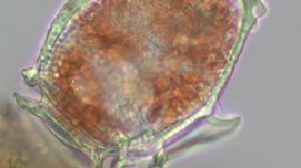 Dia oder Dino? Neuer Indikator zeigt Ökozustand in der Ostsee an