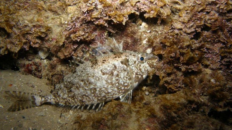 Foto eines Kaninchenfischs