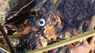 Fundbild der Gruppe Donauforscher