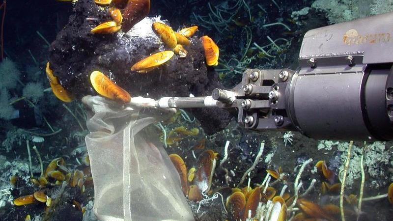 Foto des Tauchroboters MARUM-Quest, der in den Tiefen der Meere Muscheln und ölreiche Asphalte sammelt
