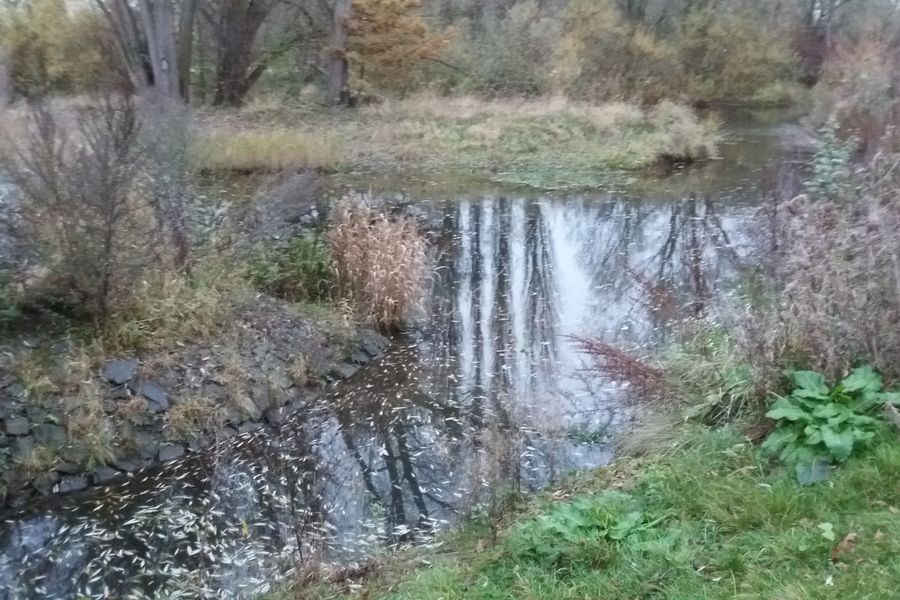Fundbild der Gruppe Die wahren Eisbären