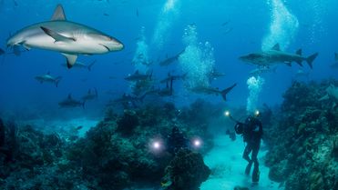 Unterwasseraufnahme mit Haien und zwei Tauern