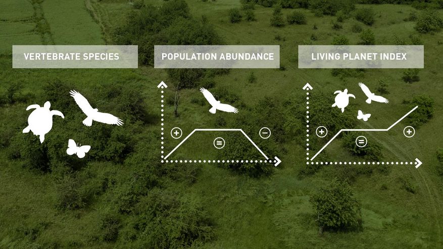 Diagramme, die den Stand von Populationen wie den Kurs einer Aktie darstellen
