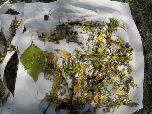 Fundbild der Gruppe Die Schäfchen (Max-Delbrück-Gymnasium)