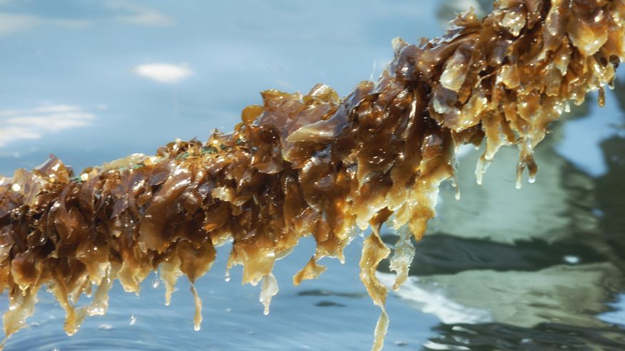 Foto einer Laminaria-Alge, die im Salzwasser besser gedeihen kann