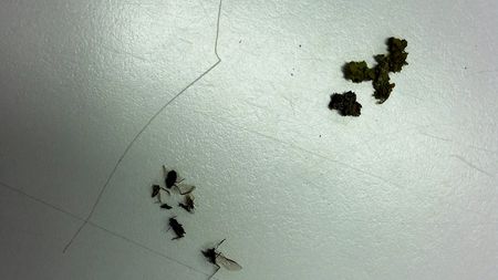 Fundbild der Gruppe Plastikpiraten der BBG