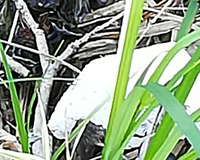 Fundbild der Gruppe Spreewaldgurken