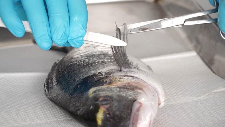 Untersuchung der Fischgewebeprobe zum Thema Fehletikettierung