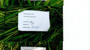 Fundbild der Gruppe Die Ratseradler