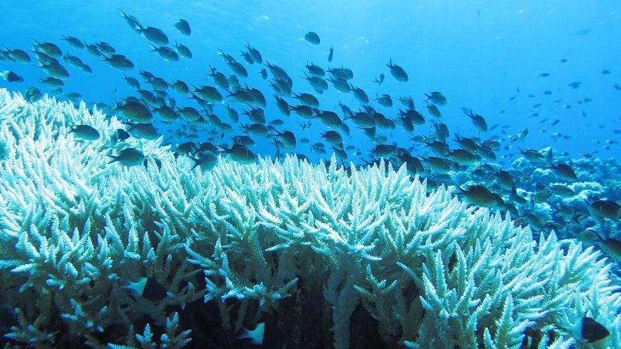 Foto eines gebleichten Korallenriffs im zentralen Roten Meer im November 2015
