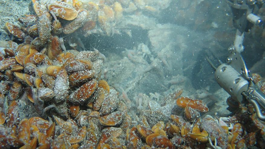 Tiefseemuscheln an einem schwarzen Raucher