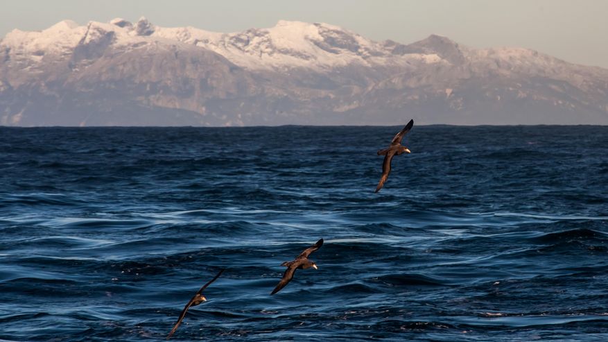 Vögel fliegen über das Meer
