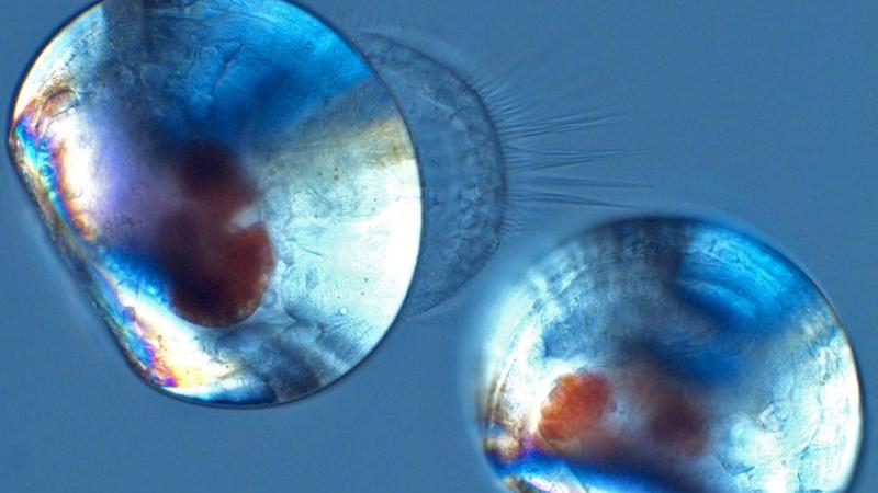 Foto von Miesmuscheln unter einem Polarisations-Mikroskop