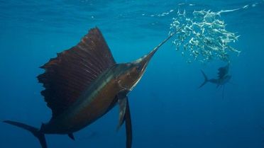 Foto von Segelfisch im Ozean, der seinen Schnabel durch einen Sardinenschwarm führt