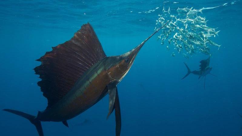Foto von Segelfisch im Ozean, der seinen Schnabel durch einen Sardinenschwarm führt