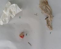 Fundbild der Gruppe Plastikpiraten am KWG