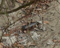 Fundbild der Gruppe Grünschnäbel