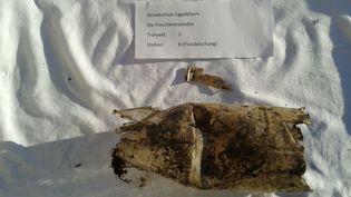 Fundbild der Gruppe Die Forscherkrokodile