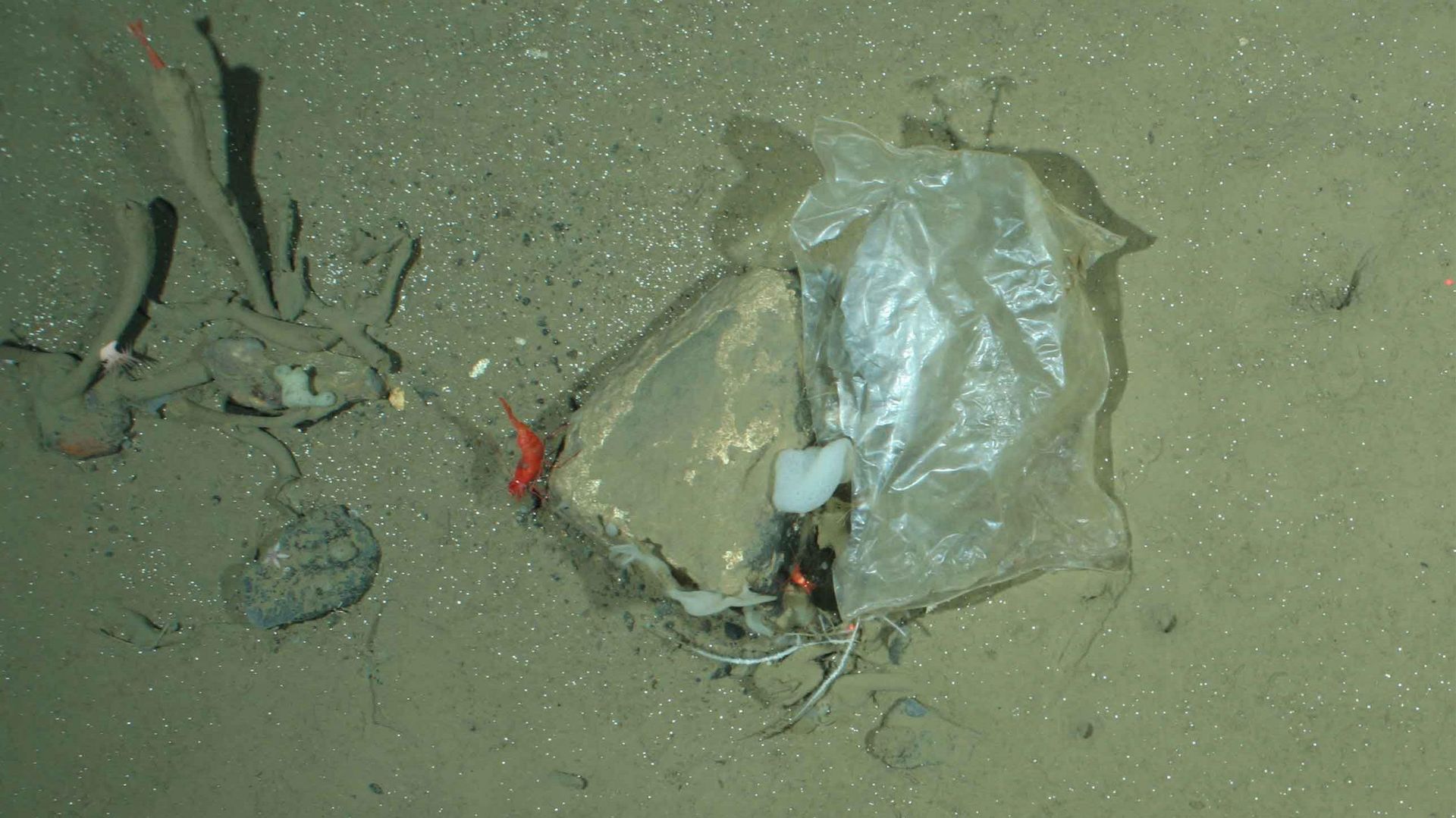 Unterwasseraufnahme von Plastkmüll am Meeresgrund zwischen Grönland und Spitzbergen