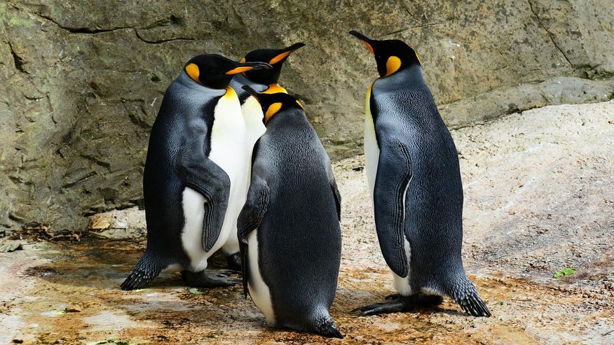 Foto, das drei Kaiserpinguine zeigt