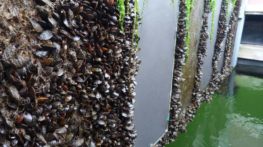 In einem Langzeitversuch in der Ostsee zeigte sich, welche Lacke den Stahl vor Bewuchs schützen und welche nicht.