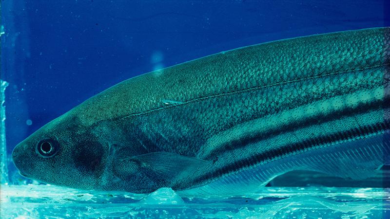 Foto eines Glasmeeresfisches, der mithilfe seiner Elektrorezeptor-Organe mit seinen Artgenossen kommuniziert.