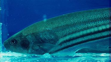 Foto eines Glasmeeresfisches, der mithilfe seiner Elektrorezeptor-Organe mit seinen Artgenossen kommuniziert.