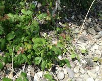 Fundbild der Gruppe Nonnenwerther Rheinpiraten