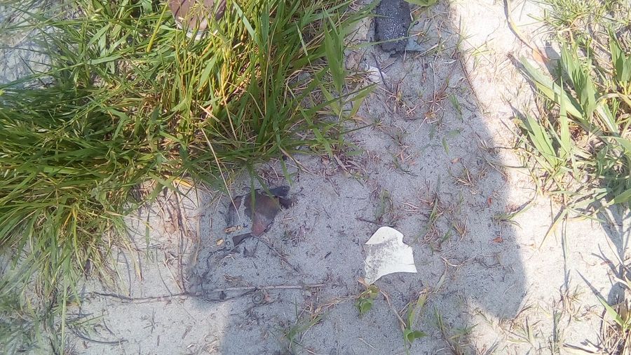 Fundbild der Gruppe Forscher