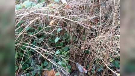 Fundbild der Gruppe Fockes Forscher