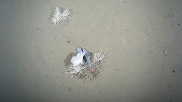 Foto von Müll am Meeresgrund der arktischen Tiefsee